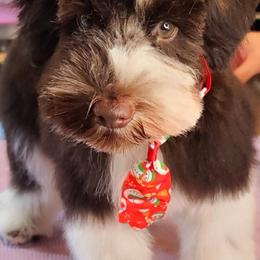 Miniature Schnauzer Puppies from Parti-Tyme Miniature Schnauzers