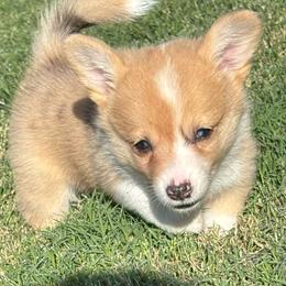 Rose - Red merle and white female American Corgi puppy in Madison, North Carolina from Montgomery Corgis