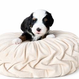 Crispin - Tri-color male Bernedoodle puppy in Atwood, Oklahoma from Luxe Doodle Haven