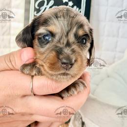 Mr. Black-3800 - Dapple male Dachshund puppy in Sparr, Florida from From the Heart Doxies