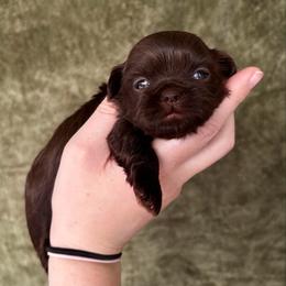 Chocolate - Chocolate female Shih Tzu puppy in Oakville, Washington from Pine Pawz