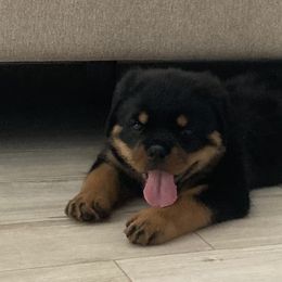 Rottweiler Puppies from Von Der Hing Rottweilers