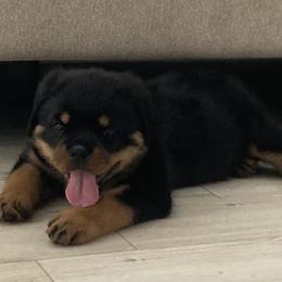 Rottweiler Puppies from Von Der Hing Rottweilers