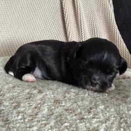 George - Black and white male Shih Tzu puppy in Lexington, North Carolina from SCS Shih Tzus