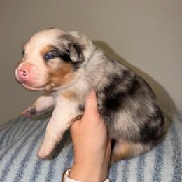 Tamales - Blue merle male Australian Shepherd puppy in Anniston, Alabama from All Hale Aussies