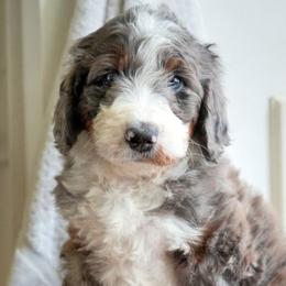 Cypress - Merle female Bernedoodle puppy in Folsom, Louisiana from DoodlesFarmCo