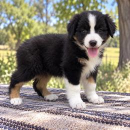 Bryce - Black Tri Female - Black tri-color female Australian Shepherd puppy in Hugo, Colorado from Frying Pan Ranch Australian Shepherds