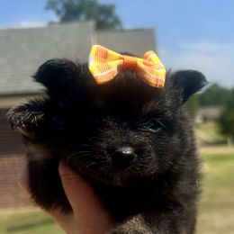 Tiny girl - Black and tan female Pomeranian puppy in Hernando, Mississippi from The Pom Squad