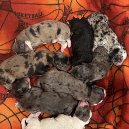 Bernedoodle Puppies from Caribou Doodles