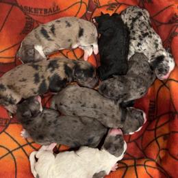 Bernedoodle Puppies from Caribou Doodles
