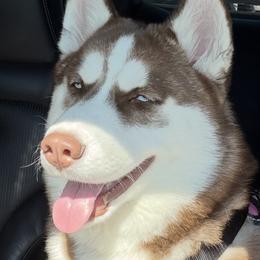 Iza - Siberian Husky