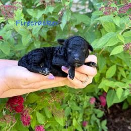 Firecracker - Phantom male Bernedoodle puppy in Midland, Michigan from Northern Charm Farm