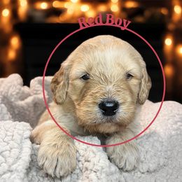 Red boy - Cream male Goldendoodle puppy in Lakeland, Florida from Golden Creek Doodles