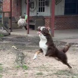 Australian Shepherd All Grown Up from Happy Leo’s Australian Shepherds