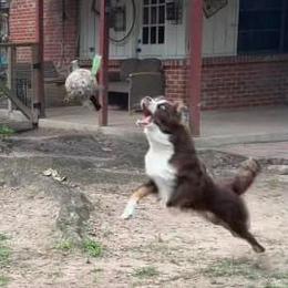 Australian Shepherd All Grown Up from Happy Leo’s Australian Shepherds