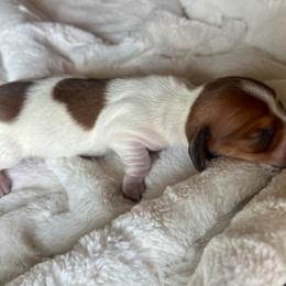 Luna - Piebald female Dachshund puppy in El Mirage, Arizona from Sunset Dachshunds