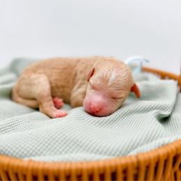 Logan - Apricot male Goldendoodle puppy in North Carolina from Tuxedo Mountain Doodles