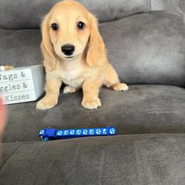 Hank - Cream male Dachshund puppy in Stuart, Iowa from Johnson Family Paws