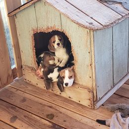 Beagle Puppies from Wilderness Beagles