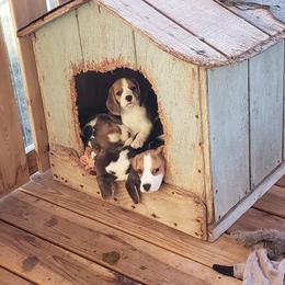 Beagle Puppies from Wilderness Beagles