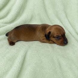 Robin - Red female Dachshund puppy in Richmond, Virginia from Paw Prints