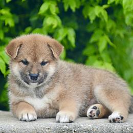 Shiba Inu puppies from Bright Ray