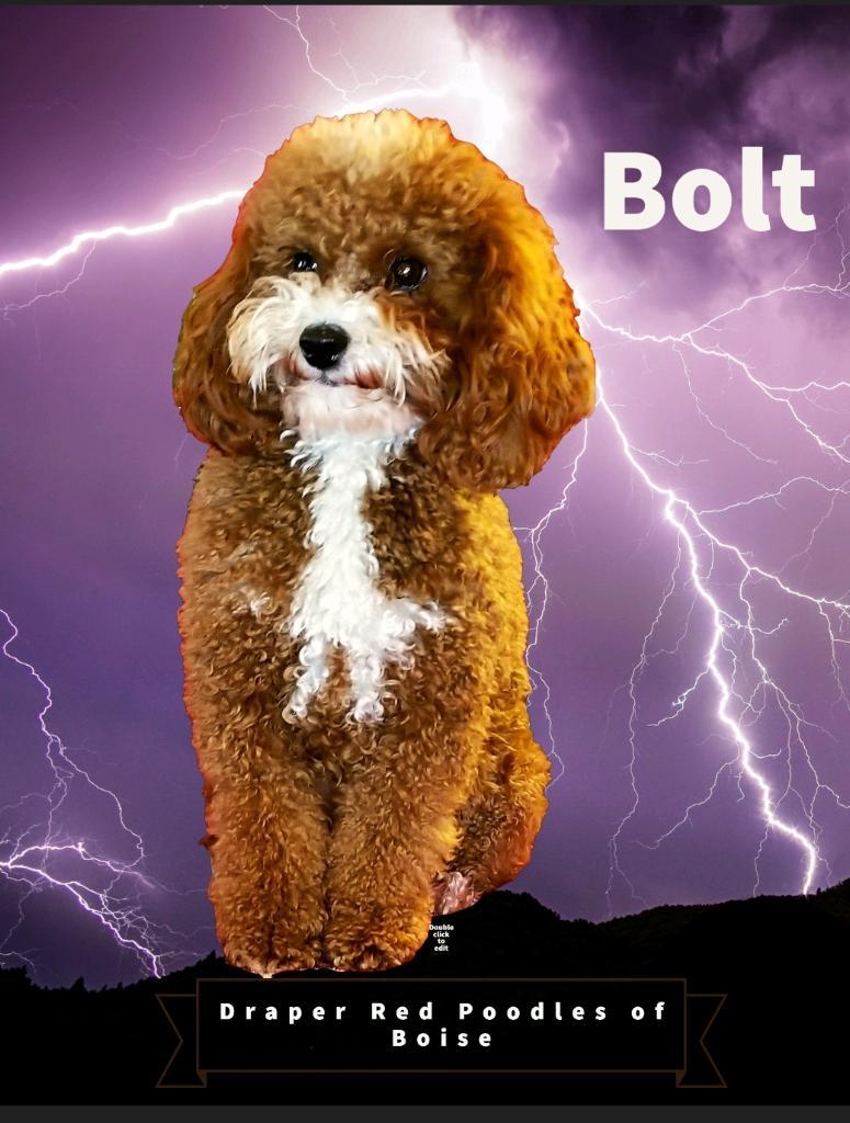 Bolt