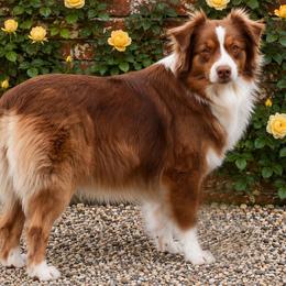 Remy - Australian Shepherd