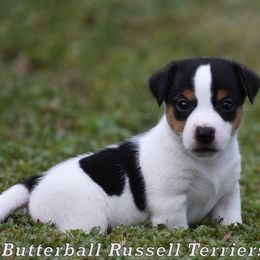 Frankie - Tri-color male Russell Terrier puppy in Citra, Florida from Butterball Kennel