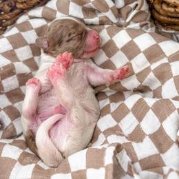 Brewed with love- Breve - Parti male Goldendoodle puppy in Russell Springs, Kentucky from Milk & Honey Doodles