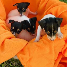 Toy Fox Terrier Puppies from FritzFox Toy Fox Terriers