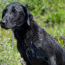 Selene - Labrador Retriever