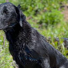 Selene - Labrador Retriever