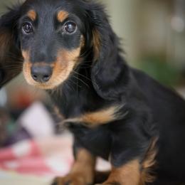 Dachshund Puppies from Olia Mirra