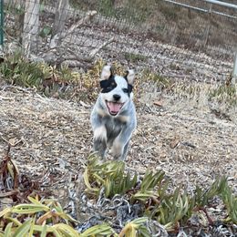 Australian Cattle Dog Puppies from Tin Roof Australian Cattle Dogs