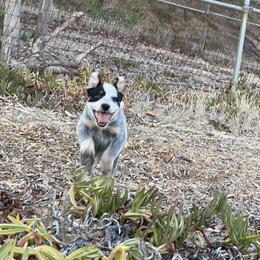 Australian Cattle Dog Puppies from Tin Roof Australian Cattle Dogs