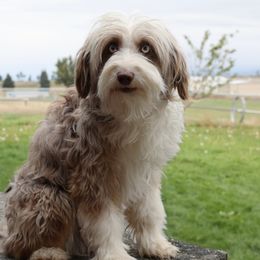 Desert - Aussiedoodle