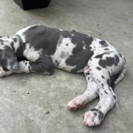 Great Dane Puppies from Starlight Danes