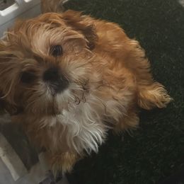 Shih Tzu puppies from Shih Bears
