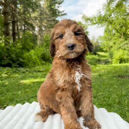 Casey - Merle male Bernedoodle puppy in Amery, Wisconsin from Cornerstone Kennels
