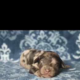 Assorted Doodle Crosses Puppies from Doodles Domain