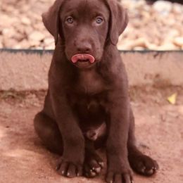 Labrador Retriever Puppies from Still Pond Retrievers
