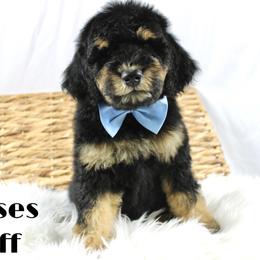 Reese's Puff - Phantom male Goldendoodle puppy in Casa Grande, Arizona from AzDoodle Dandies