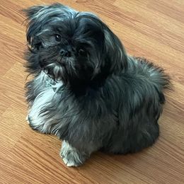 Shih Tzus from Sassy Shih Tzu Puppies