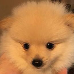 Mal-Shis, Pomeranians, Shih Tzus, and Yorkshire Terriers from Gibbs Gorgeous Paws LLC