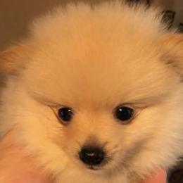 Mal-Shis, Pomeranians, Shih Tzus, and Yorkshire Terriers from Gibbs Gorgeous Paws LLC