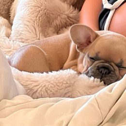 French Bulldog Puppies from Michigan fresh Coast Frenchies