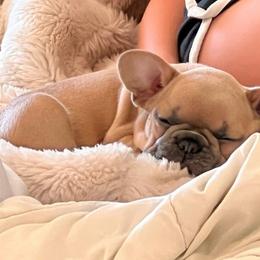 French Bulldog Puppies from Michigan fresh Coast Frenchies