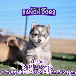 Arrow - Wolf sable male Pomsky puppy in Humeston, Iowa from M.A.R. Dogs