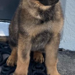 German Shepherd Puppies from von der Ryndal German Shepherds